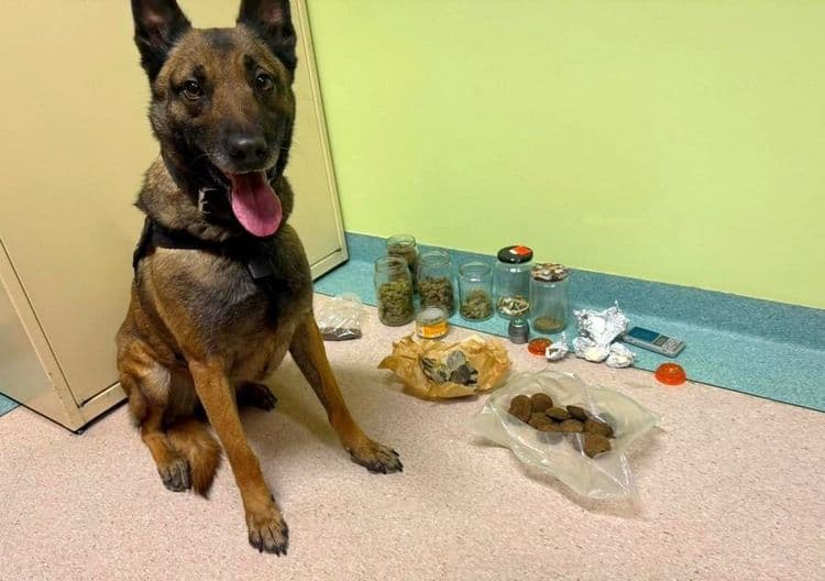 Ćwierć kilograma narkotyków w mieszkaniu na Kociewiu - w akcji pies Nel